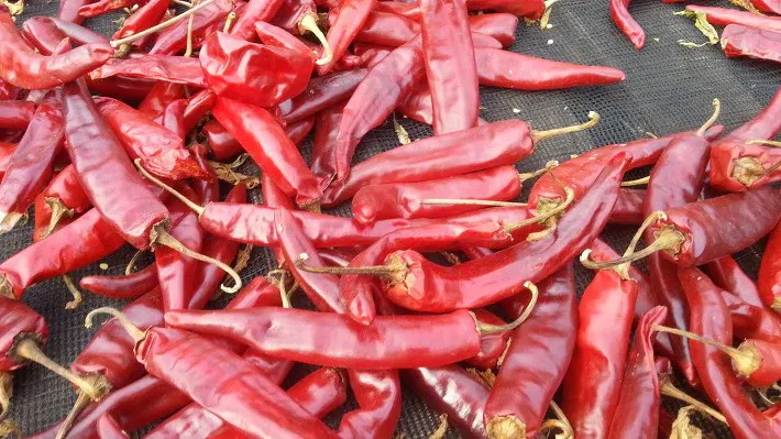 Crvena paprika iz Vrbanje – ponos OPG-a Marić