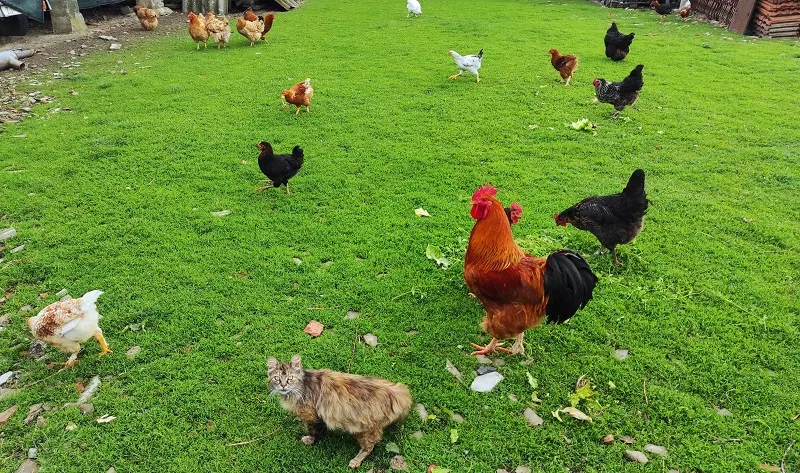 Na snazi Naredba o mjerama za sprječavanje pojave i širenja influence ptica u RH